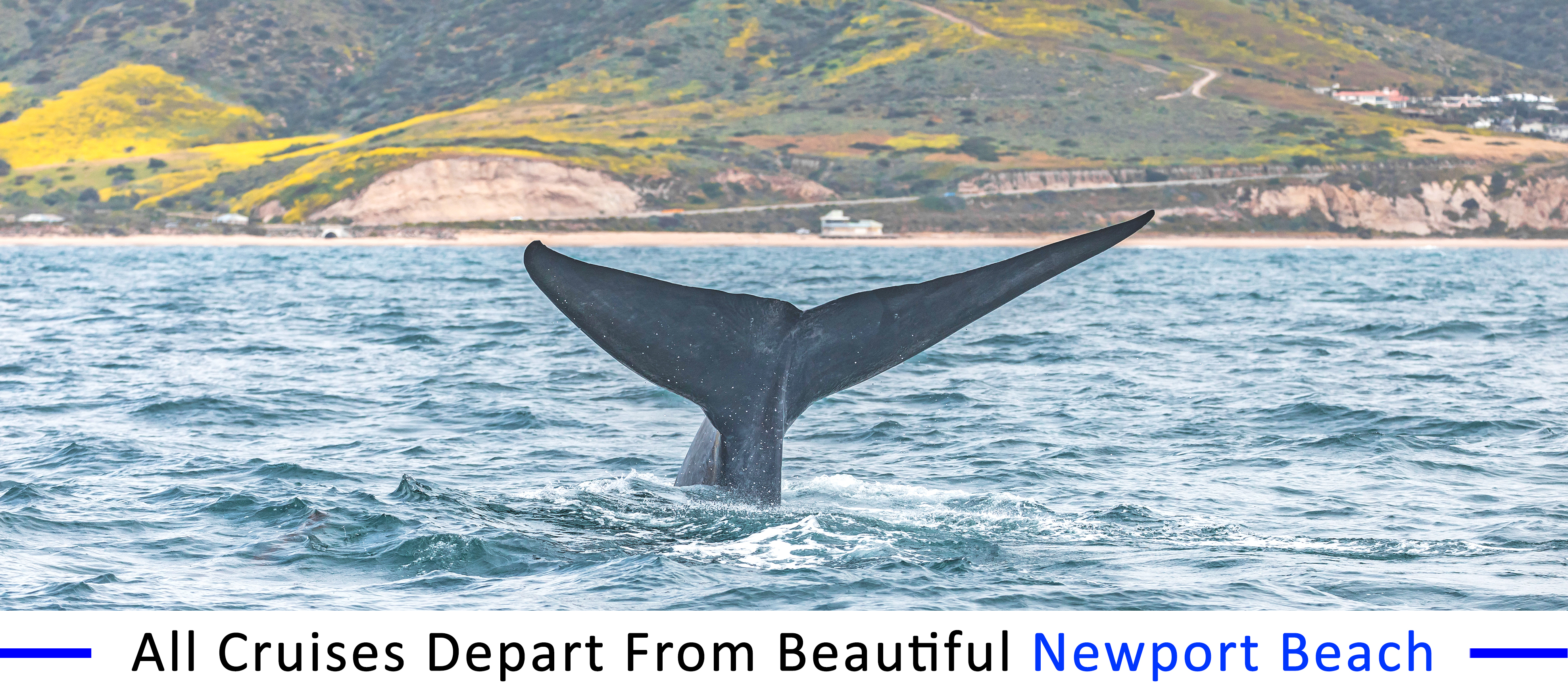 whale-watching-long-beach whale-watching-long-beach-group-pricing